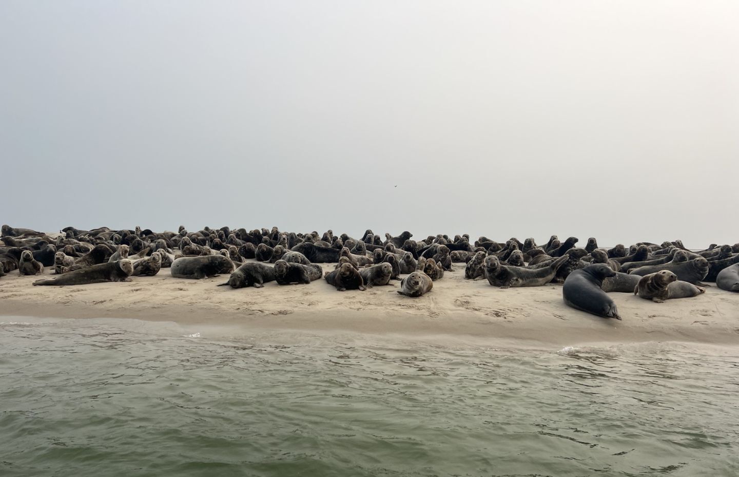 Grey seal colony hauled out on a Chatham sandbar