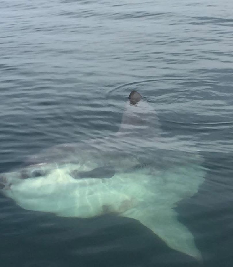 Great white shark gliding beneath the surface off Chatham