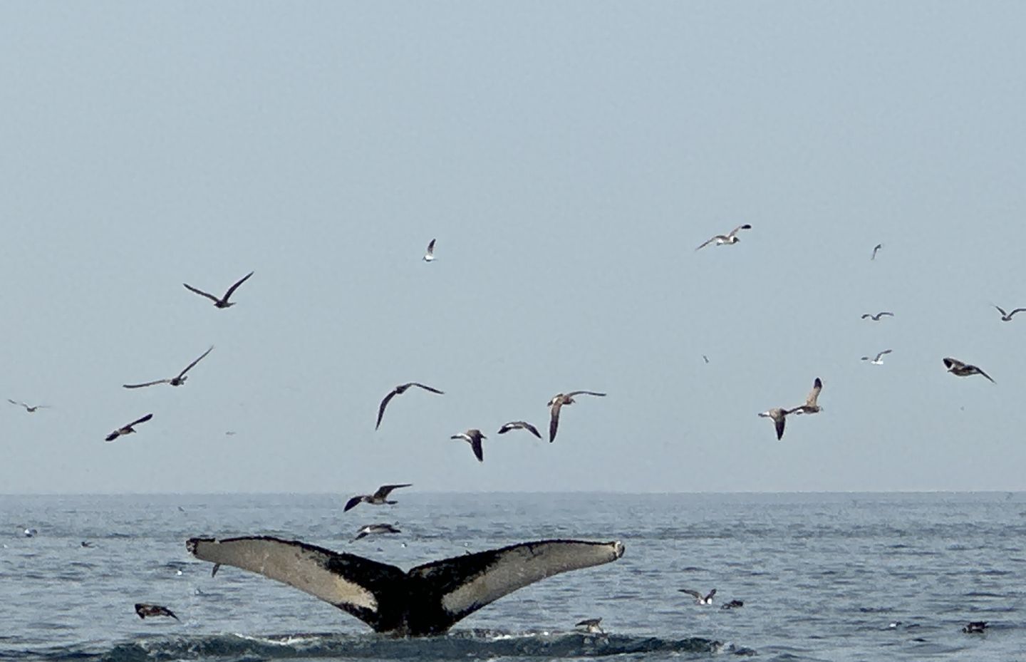 Humpback whale fluke and feeding seabirds off Chatham