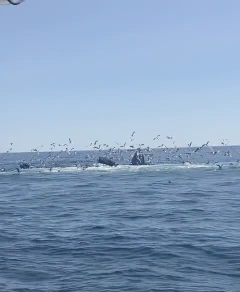 Whale sighting