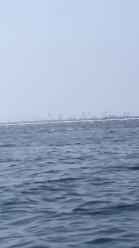 Whale sighting